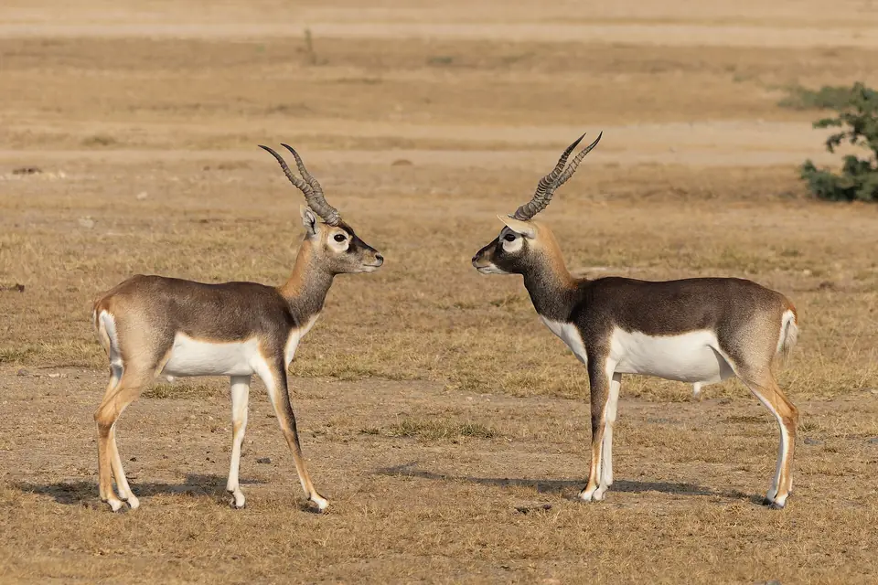 Two blackbuck in Rajasthan grassland