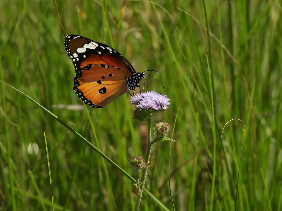 Plain tiger butterfly