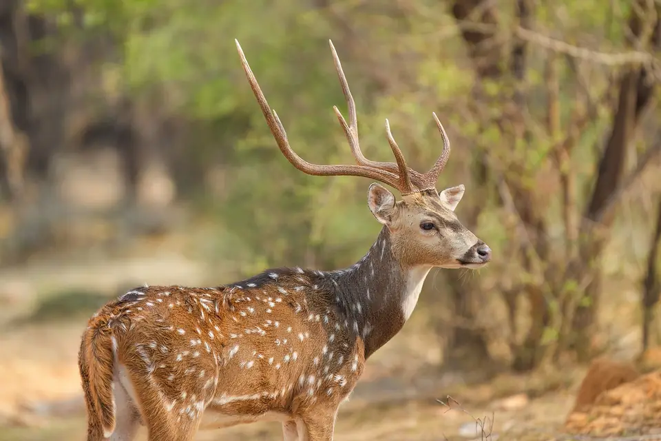 Chital stag in Ranthambore National Park
