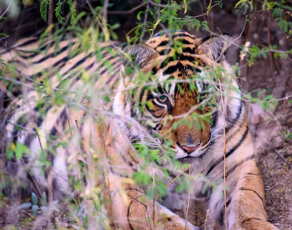 Wild Bengal tiger in the grass, Ranthambore
