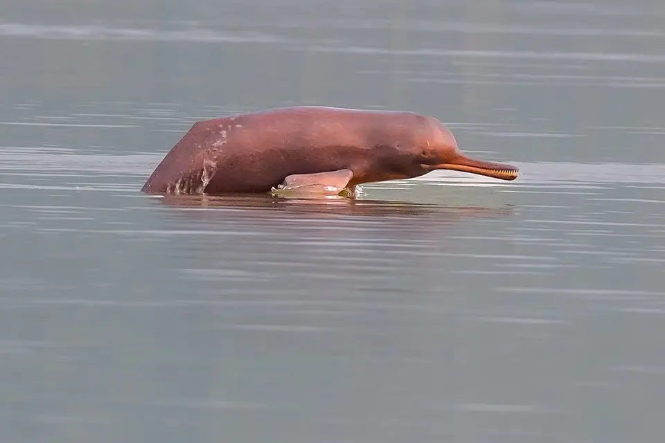 Ganges river dolphin surfacing