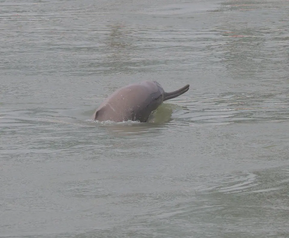 Ganges river dolphin in a river channel