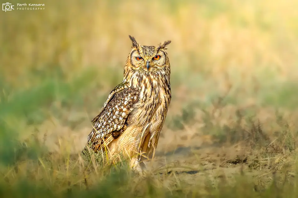 Rock eagle-owl in dry grassland