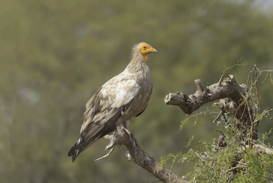 Egyptian vulture perched on a branch in Rajasthan