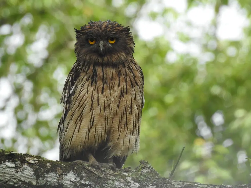 Brown fish owl