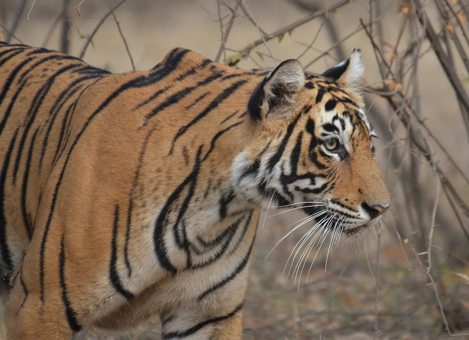 Young Bengal tiger stalking in Ranthambore National Park