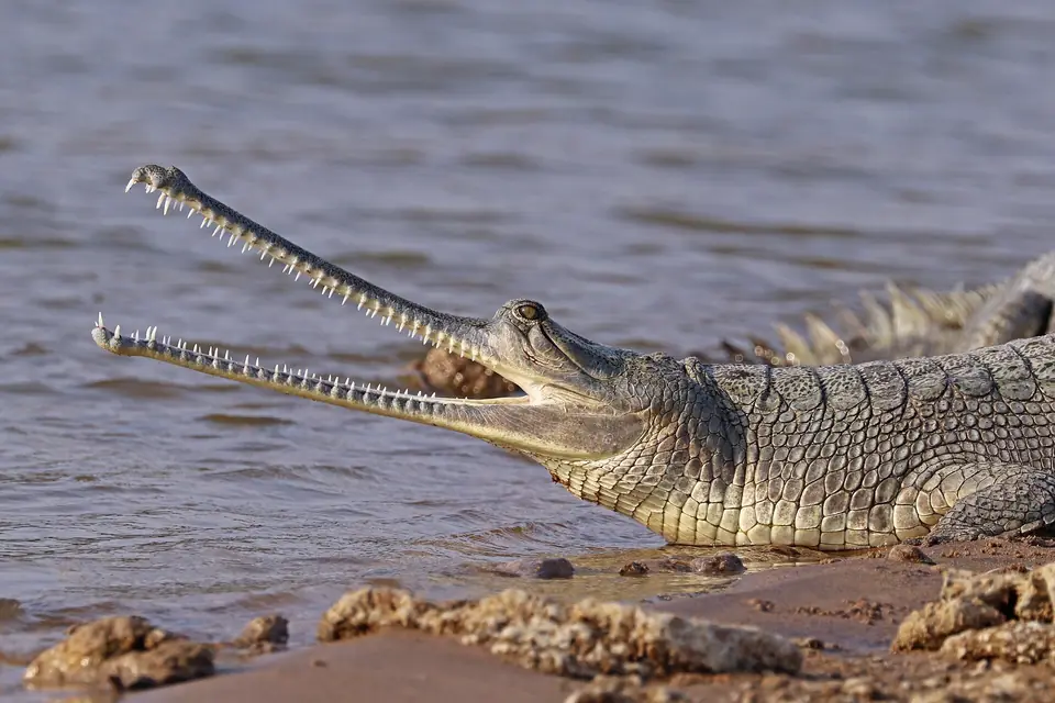 Gharial on the Chambal