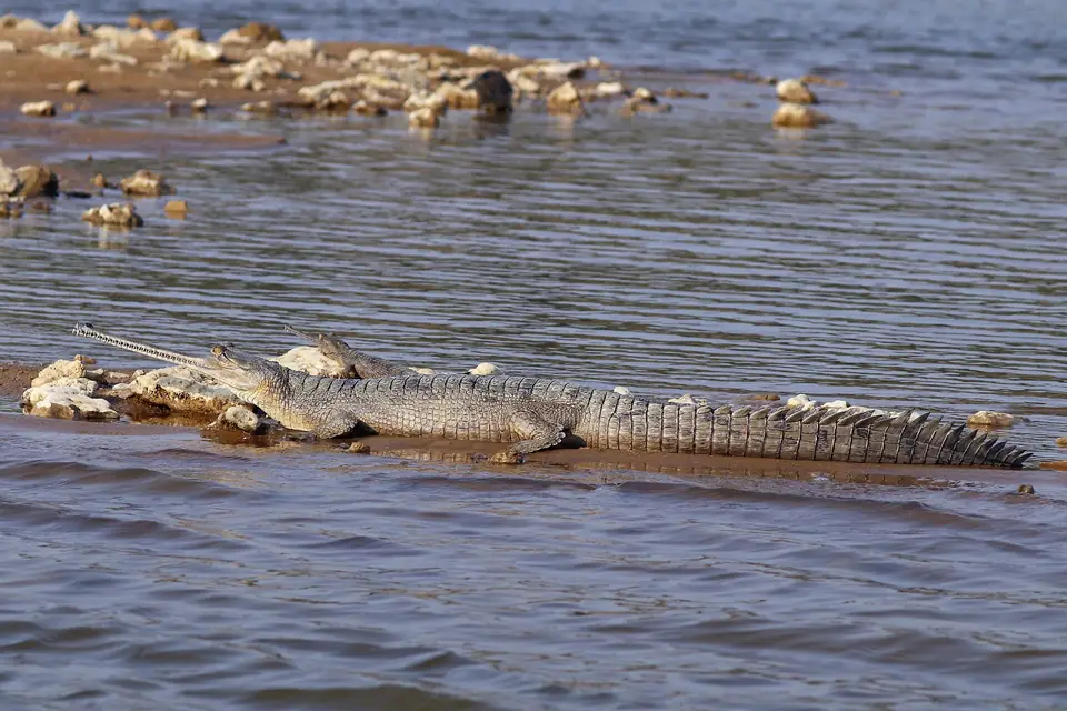 Gharial basking on a Chambal sandbank