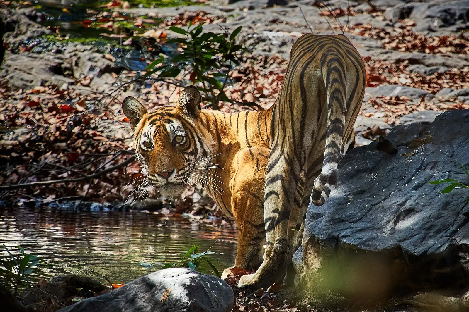 Bengal tiger at a waterhole, Ranthambore