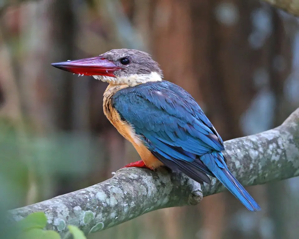 Stork-billed kingfisher