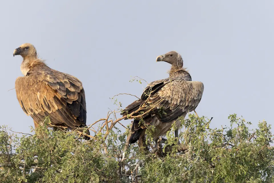 Indian vultures perched on a bush in Rajasthan