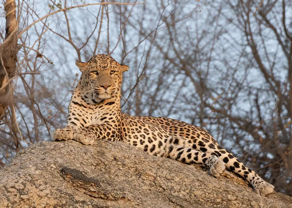 Indian leopard resting on a rock in Rajasthan