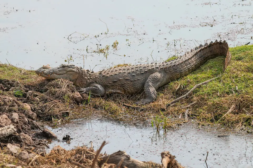 Mugger crocodile basking in Ranthambore