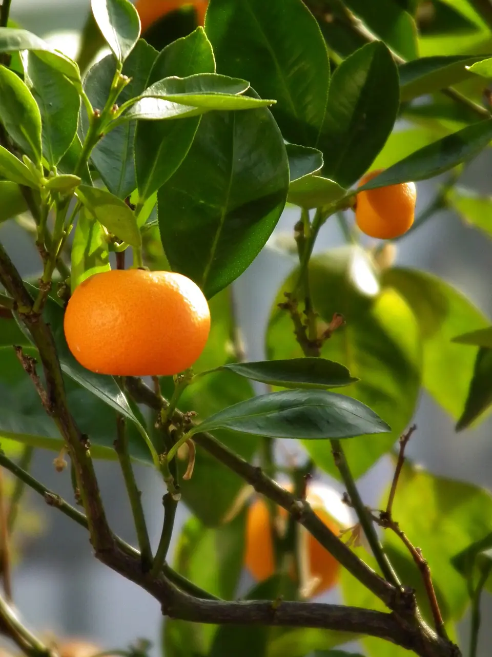 Mandarin oranges ripening on the tree