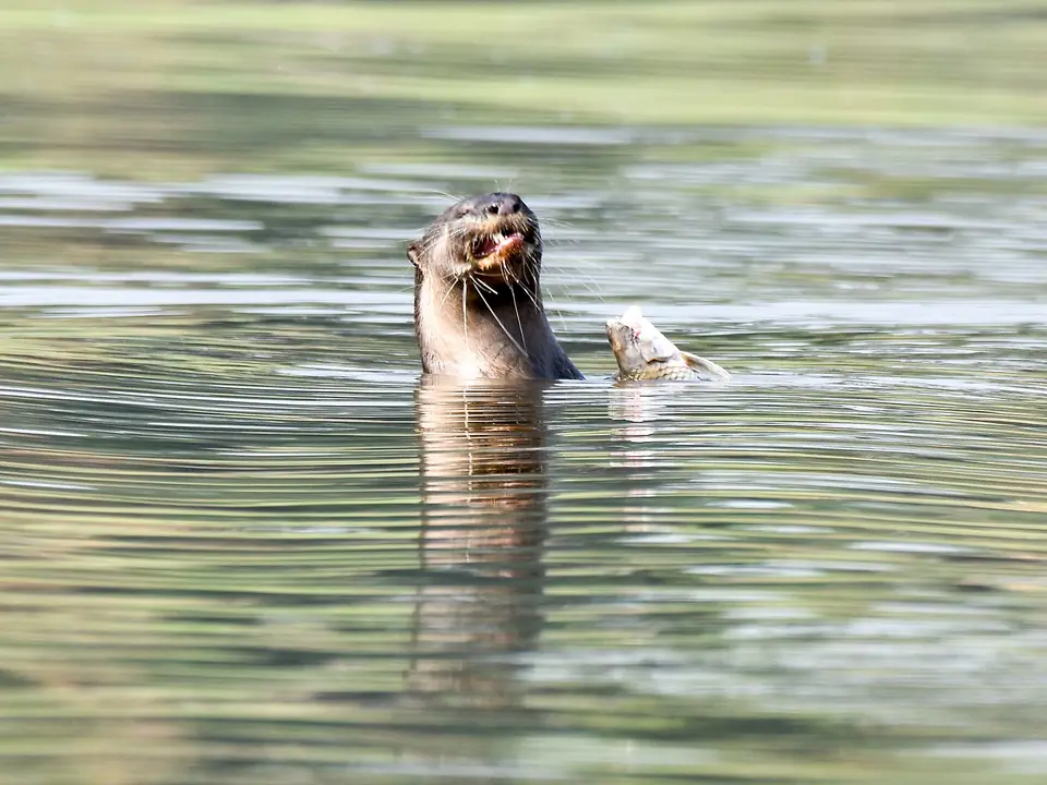 Smooth-coated otter with a fish