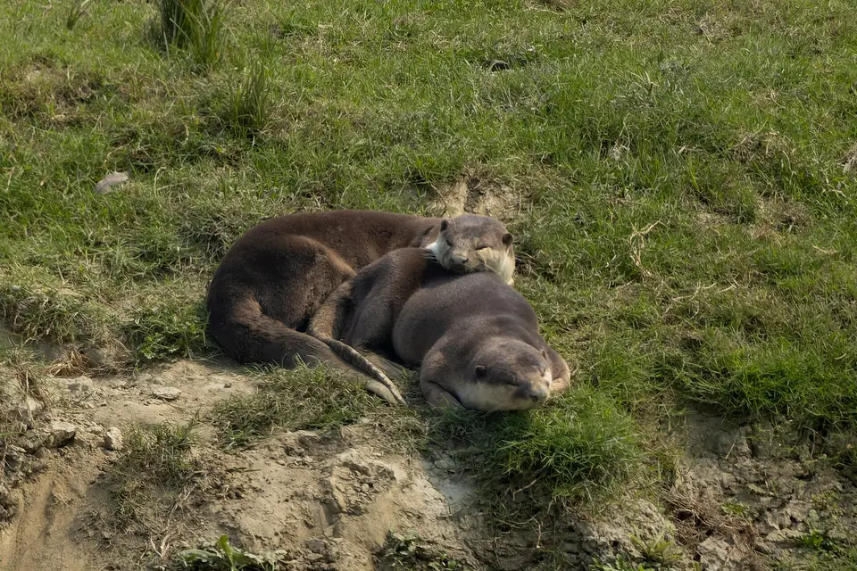 Smooth-coated otter on a riverbank