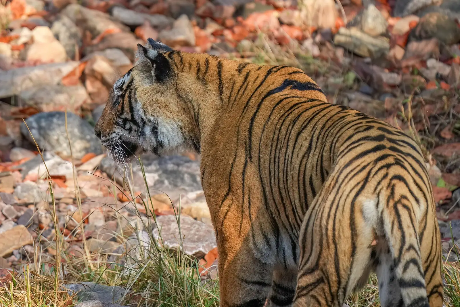 Bengal tiger walking through dry forest in Ranthambore National Park