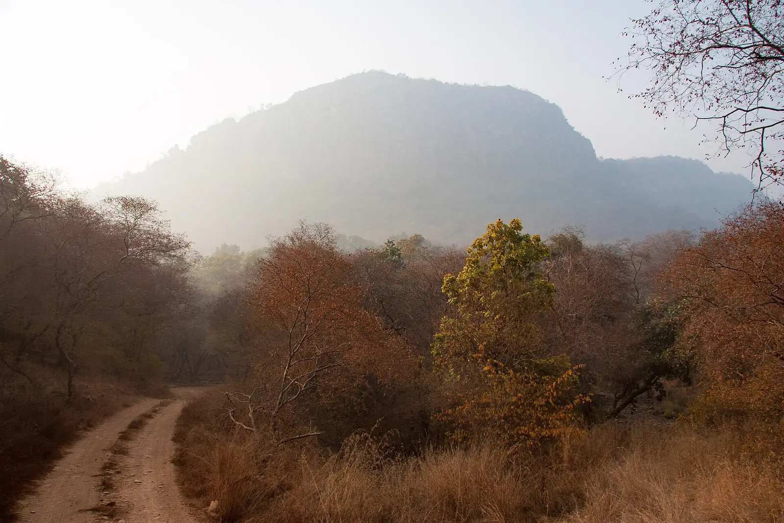 Ranthambore National Park in morning light