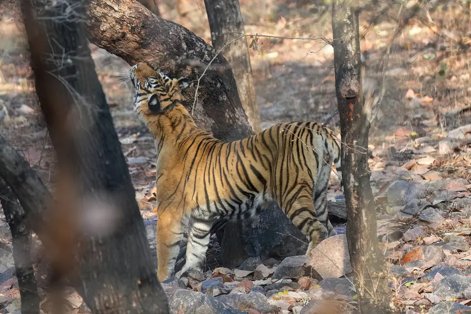 Bengal tiger marking its territory in Ranthambore