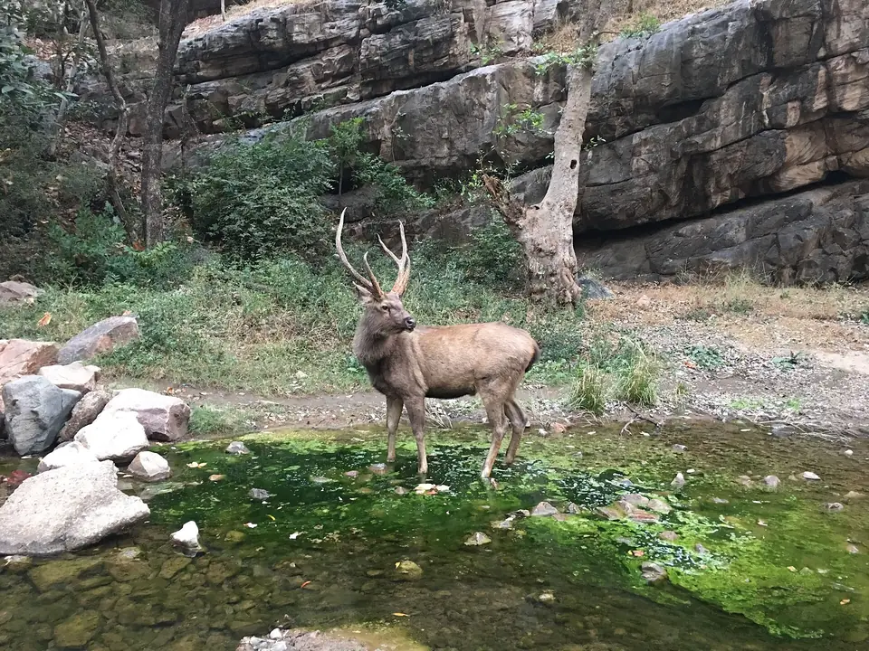 Sambar deer stag at a forest pool, Ranthambore