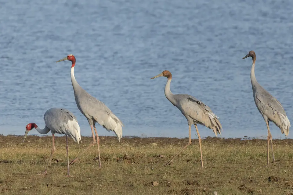Sarus cranes at the water edge in Rajasthan