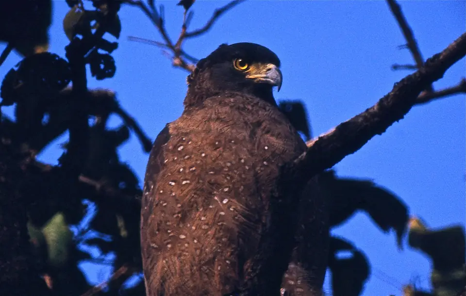 Crested serpent eagle, Ranthambore