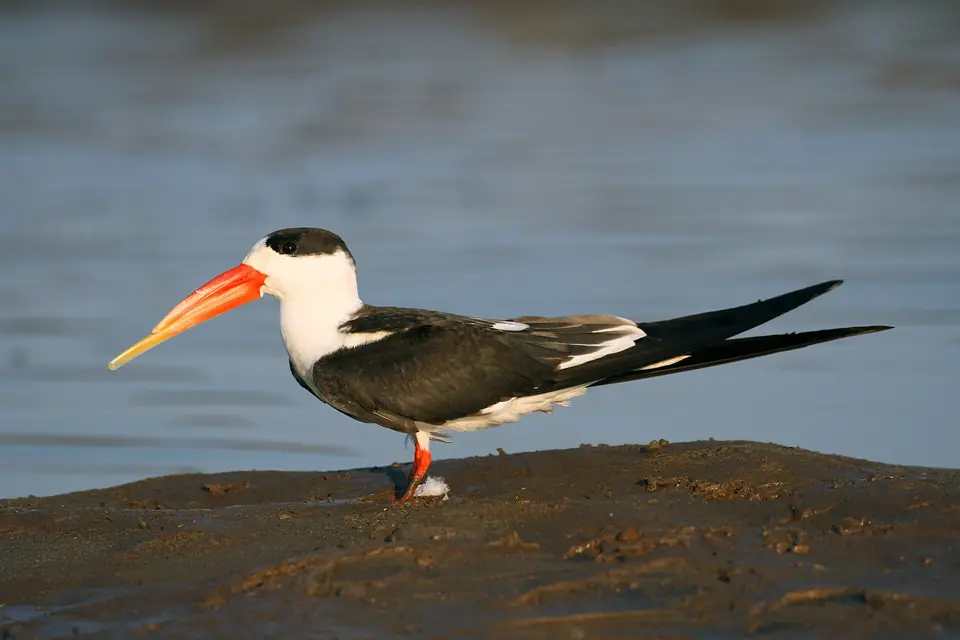 Indian skimmer resting by the water