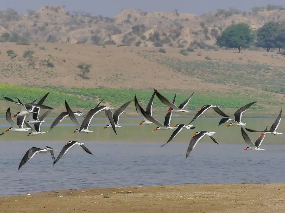 Flock of Indian skimmers over a river