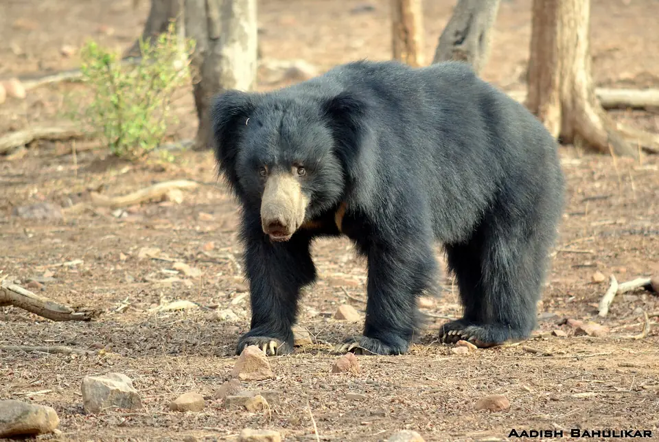 Sloth bear walking in dry forest