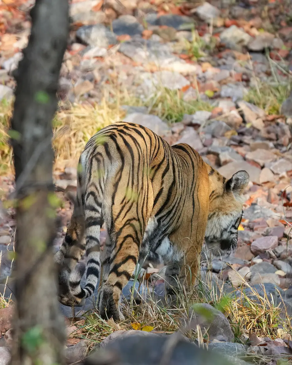 Bengal tiger walking in Ranthambore