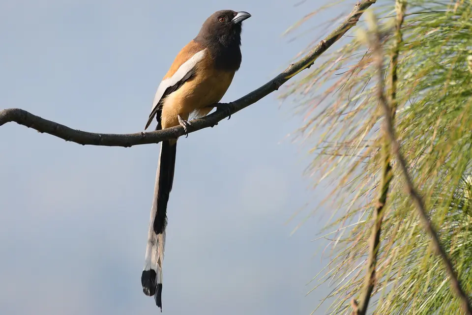 Rufous treepie on a branch