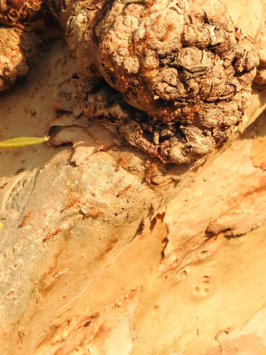 Red weaver ants on tree bark, close-up