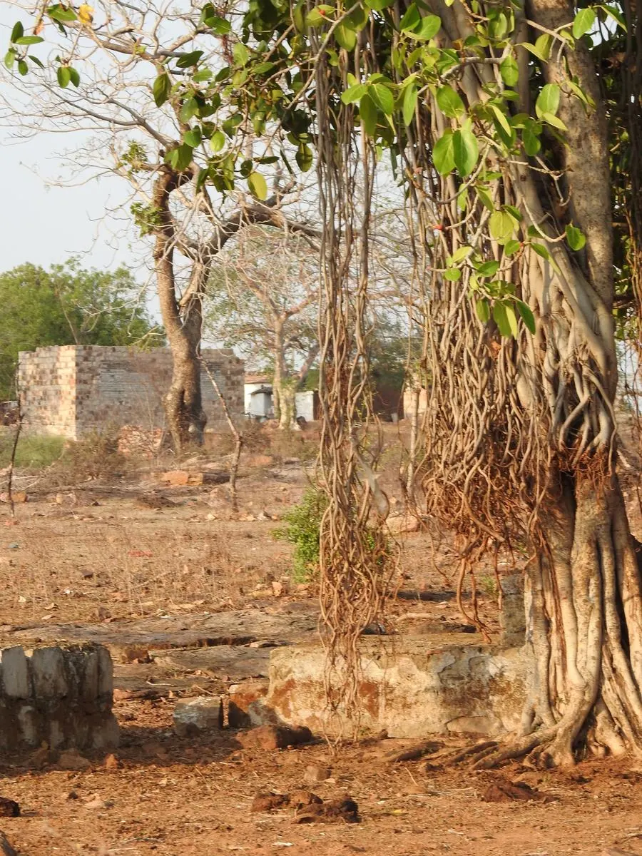 Ancient banyan tree with aerial roots beside old stone ruins