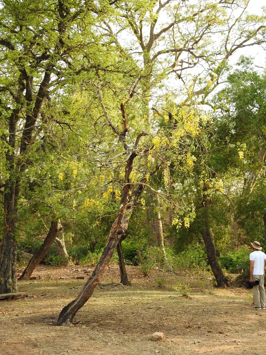 Golden shower tree in bloom in the forest with a person standing below