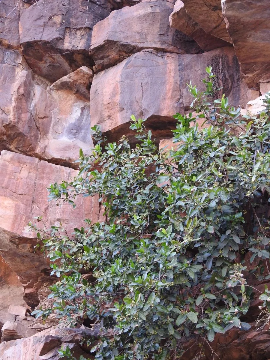 Green flowering shrubs growing from red Vindhya sandstone cliff face