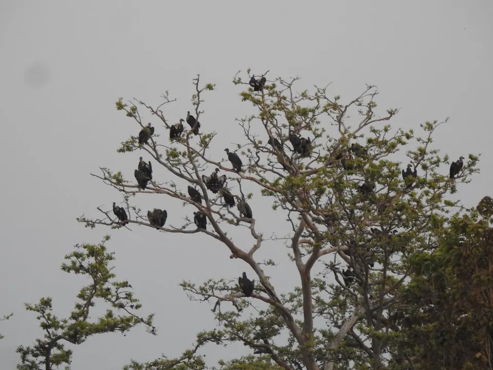 White-rumped vulture colony, Baran
