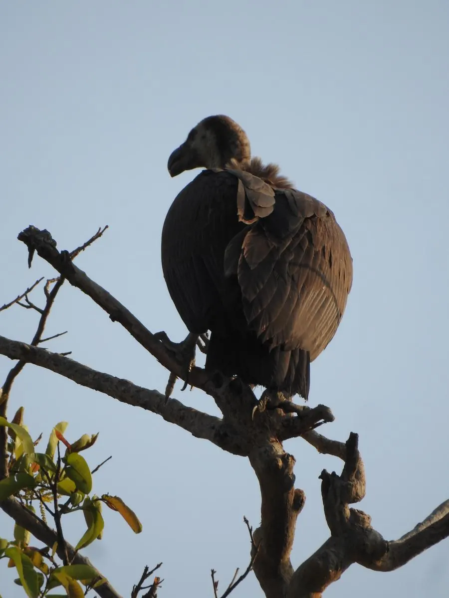 White-rumped vulture on a bare branch against the sky