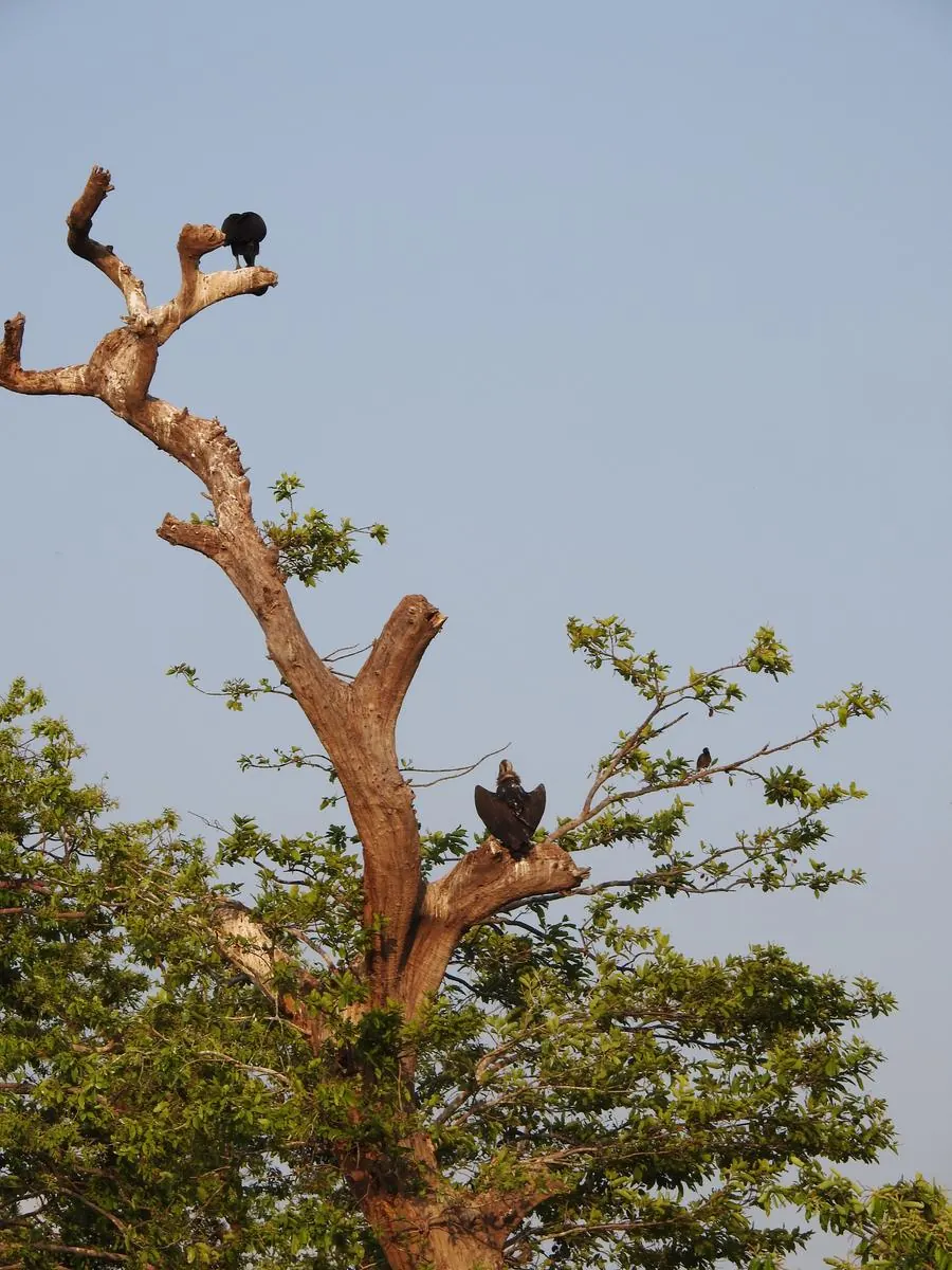 Two white-rumped vultures on a weathered dead tree