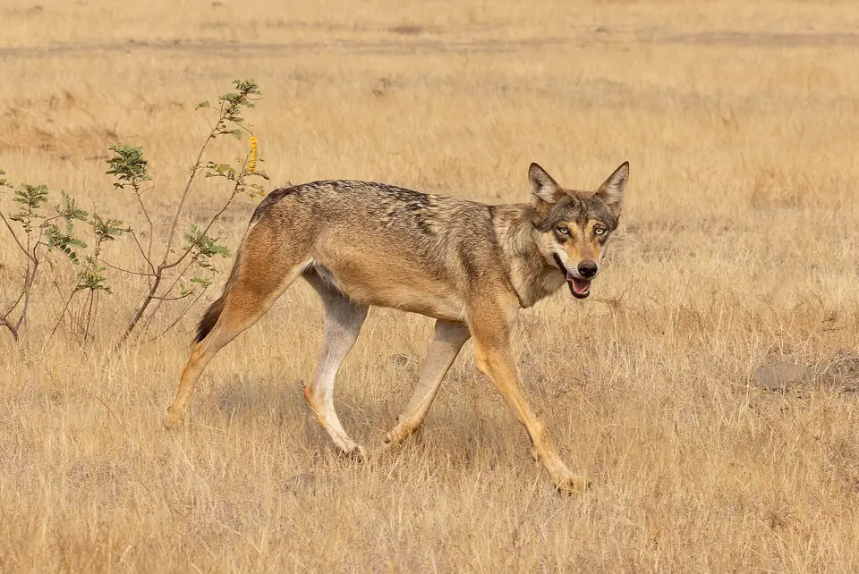 Indian wolf walking through grassland